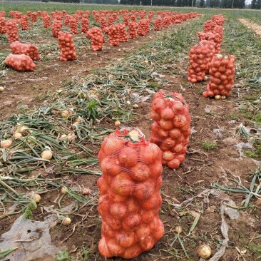 河南新野黄皮洋葱8厘米以上大量上市