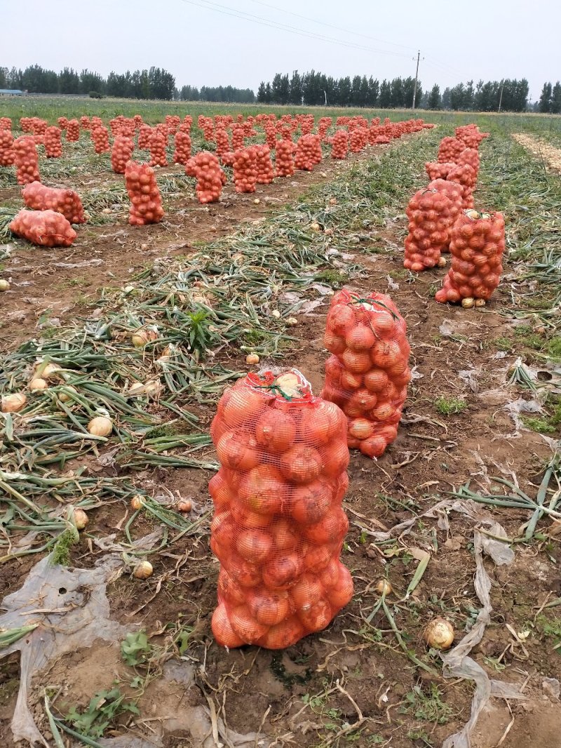 河南新野黄皮洋葱8厘米以上大量上市