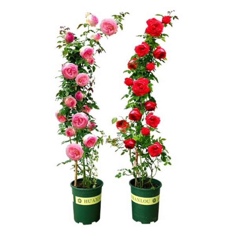 藤本月季大苗蔷薇花苗浓香型爬藤植物庭院四季花卉盆栽
