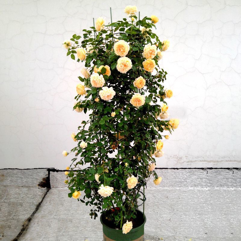 藤本月季大苗蔷薇花苗浓香型爬藤植物庭院四季花卉盆栽