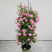 藤本月季大苗蔷薇花苗浓香型爬藤植物庭院四季花卉盆栽