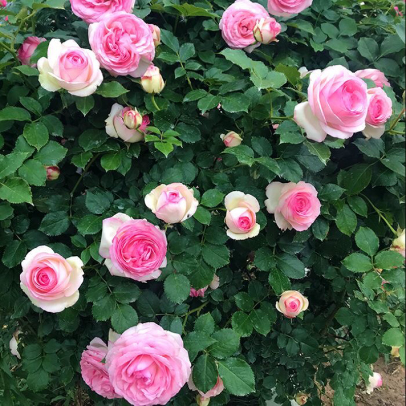 藤本月季大苗蔷薇花苗浓香型爬藤植物庭院四季花卉盆栽