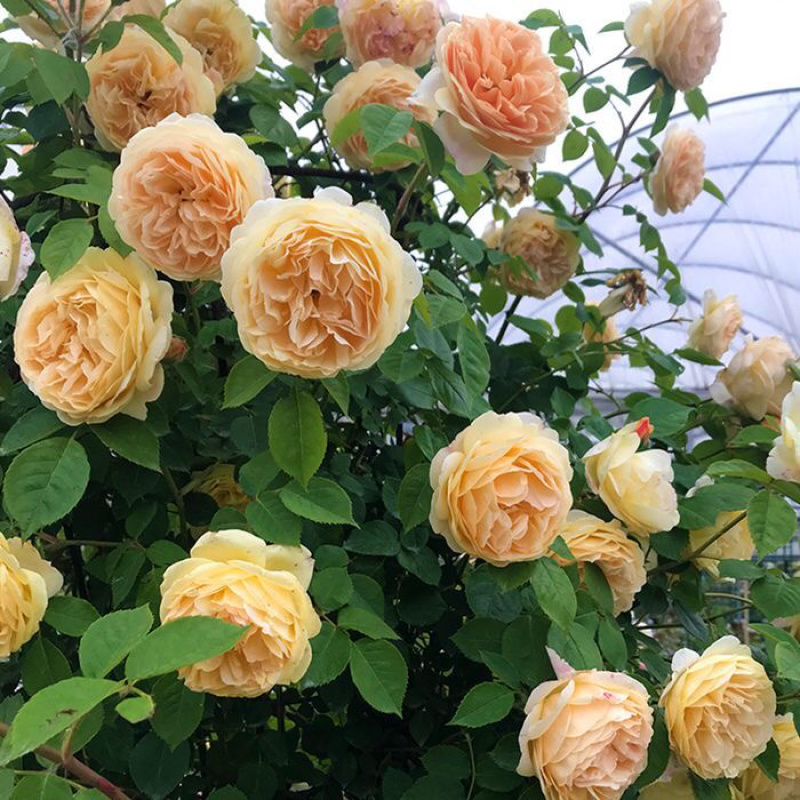 藤本月季大苗蔷薇花苗浓香型爬藤植物庭院四季花卉盆栽