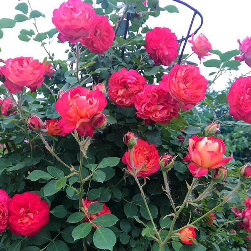 藤本月季大苗蔷薇花苗浓香型爬藤植物庭院四季花卉盆栽