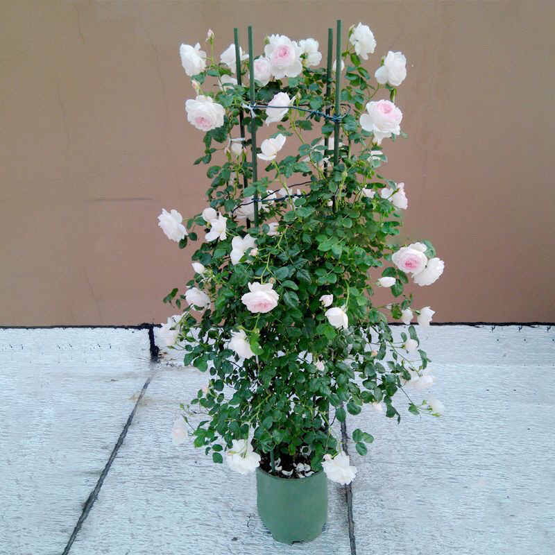 藤本月季大苗蔷薇花苗浓香型爬藤植物庭院四季花卉盆栽