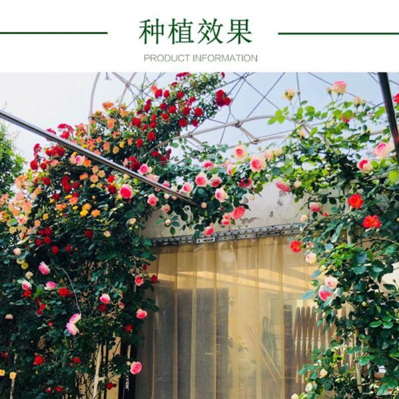 藤本月季大苗蔷薇花苗浓香型爬藤植物庭院四季花卉盆栽