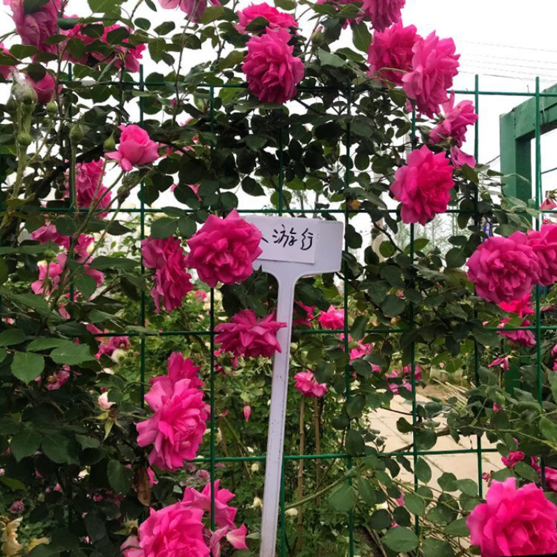 藤本月季大苗蔷薇花苗浓香型爬藤植物庭院四季花卉盆栽