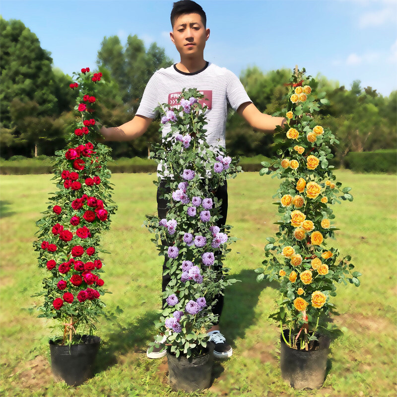 藤本月季大苗蔷薇花苗浓香型爬藤植物庭院四季花卉盆栽