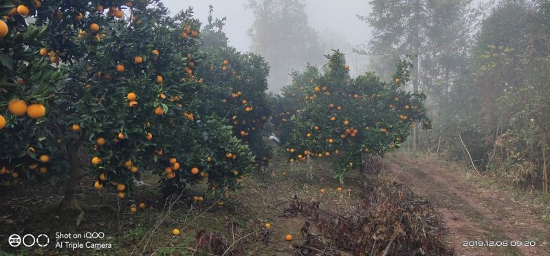 石门县冰糖橙，可视频看货，产地直发，一手货源