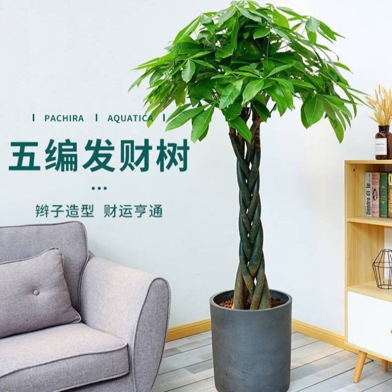 发财树盆栽独杆辩子招财大型盆栽室内客厅净化空气