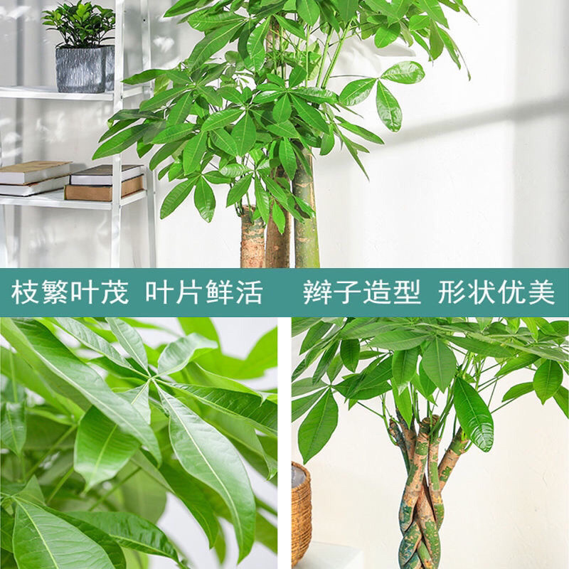 发财树盆栽独杆辩子招财大型盆栽室内客厅净化空气