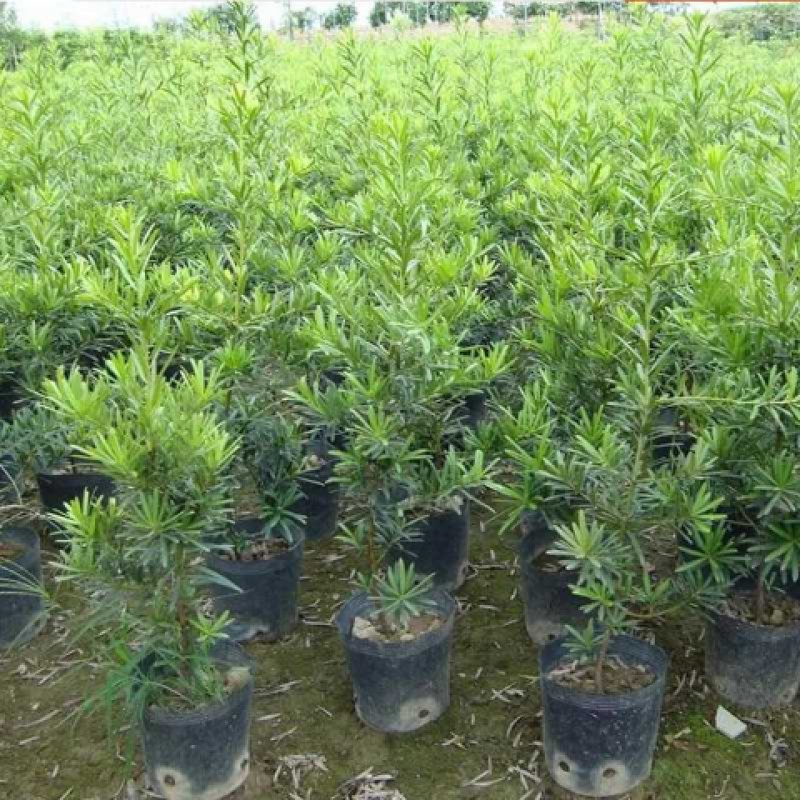 罗汉松树苗南通雀舌罗汉松苗罗汉盆栽