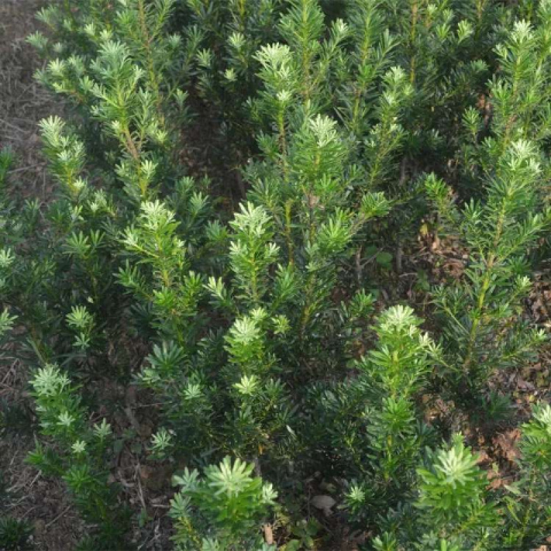 罗汉松树苗南通雀舌罗汉松苗罗汉盆栽