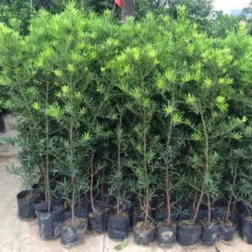 罗汉松树苗南通雀舌罗汉松苗罗汉盆栽