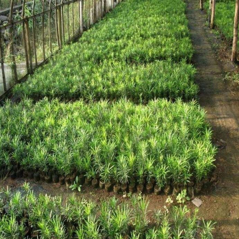 罗汉松树苗南通雀舌罗汉松苗罗汉盆栽