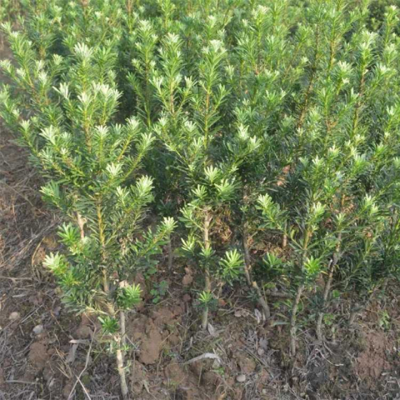 罗汉松树苗南通雀舌罗汉松苗罗汉盆栽