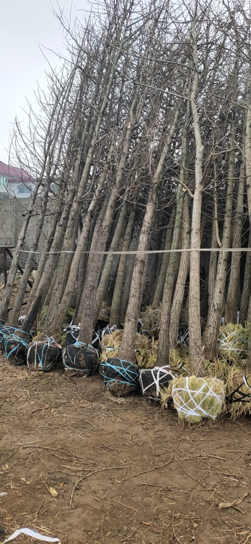银杏树，银杏，银杏树苗，银杏苗，银杏小苗，3公分银杏树苗
