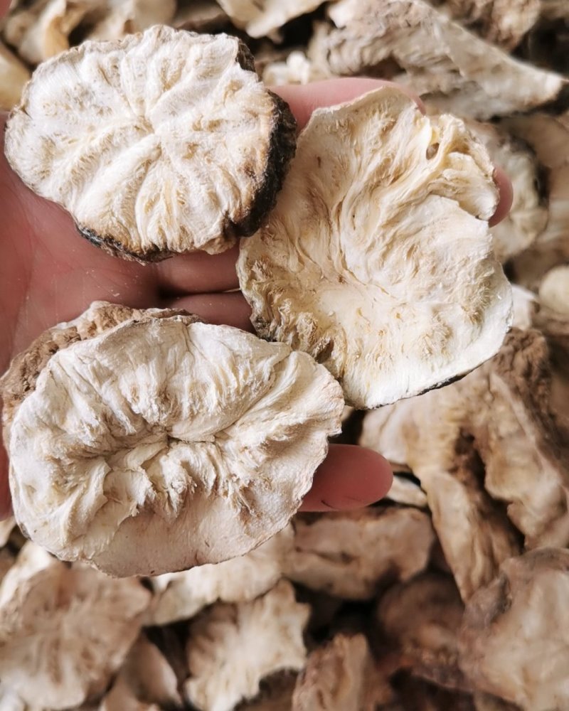 菊苣根菊苣根干货无硫货包邮保证质量量大从优