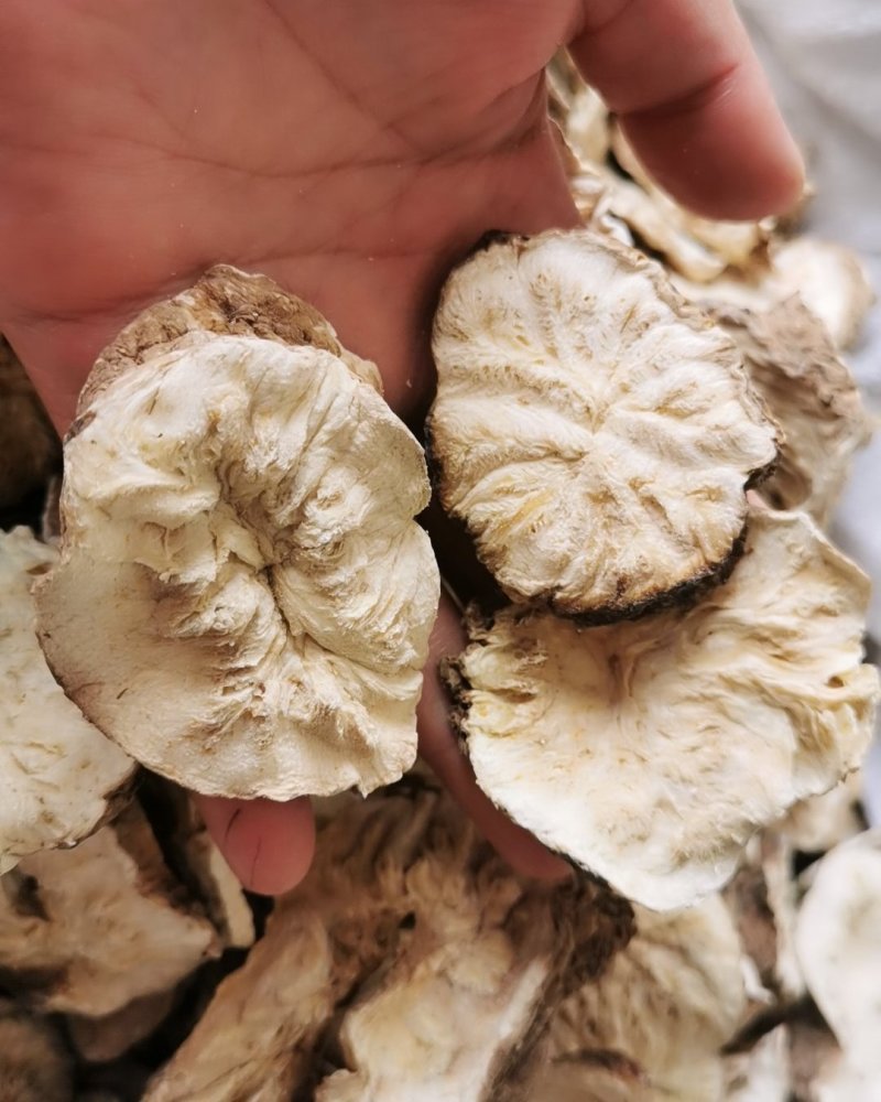菊苣根菊苣根干货无硫货包邮保证质量量大从优