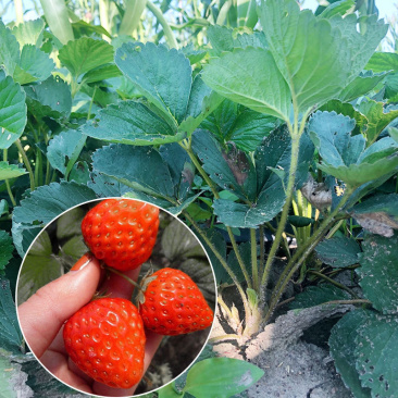 四季草莓奶油草莓秧基地直供