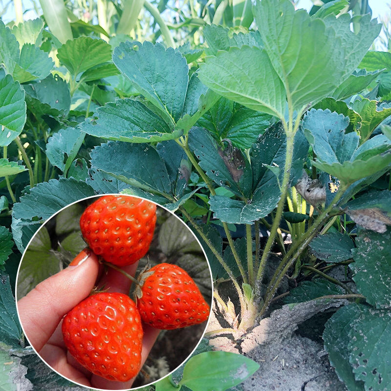 四季草莓奶油草莓秧基地直供