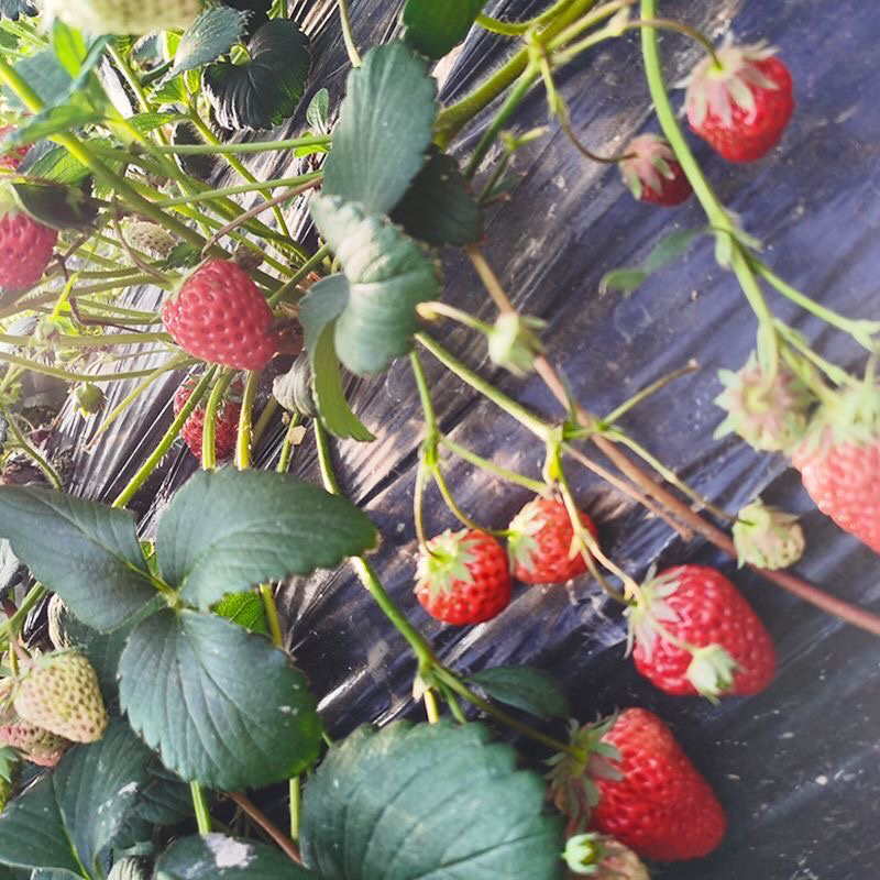 四季草莓奶油草莓秧基地直供