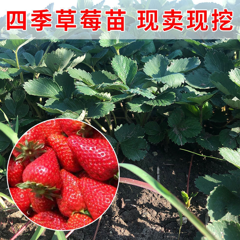 四季草莓奶油草莓秧基地直供