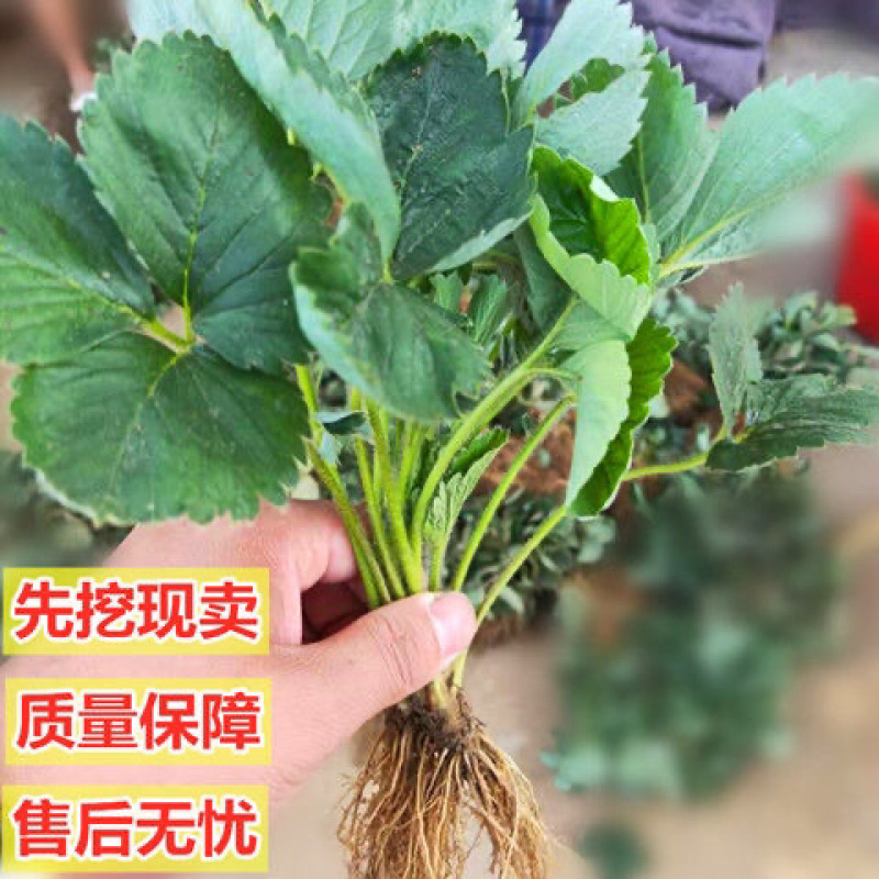 四季草莓奶油草莓秧基地直供