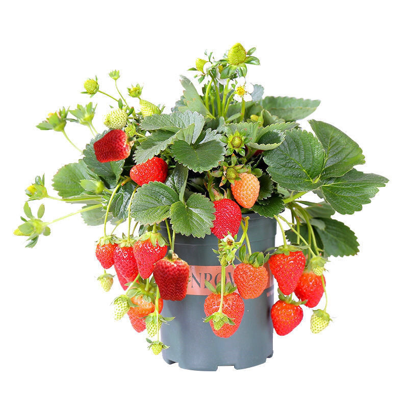 四季草莓奶油草莓秧基地直供