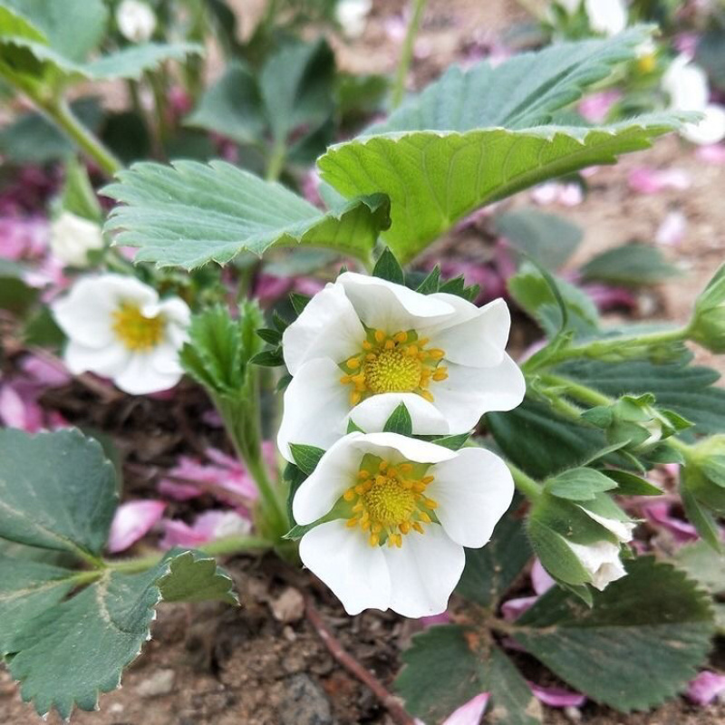 四季草莓奶油草莓秧基地直供