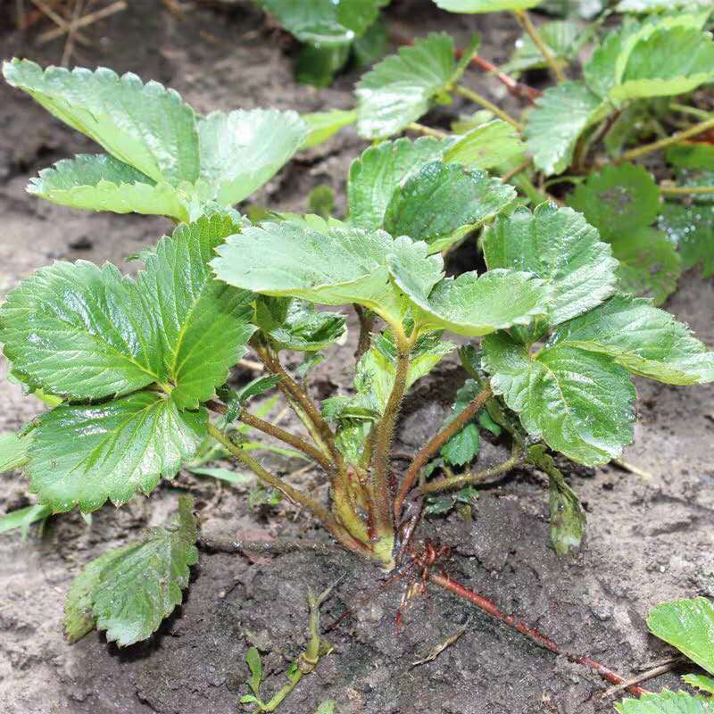 四季草莓奶油草莓秧基地直供