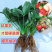 四季草莓奶油草莓秧基地直供