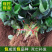 四季草莓奶油草莓秧基地直供