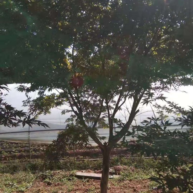 红枫，日本红枫，红枫树，红枫红舞姬，基地直销，可视频看货