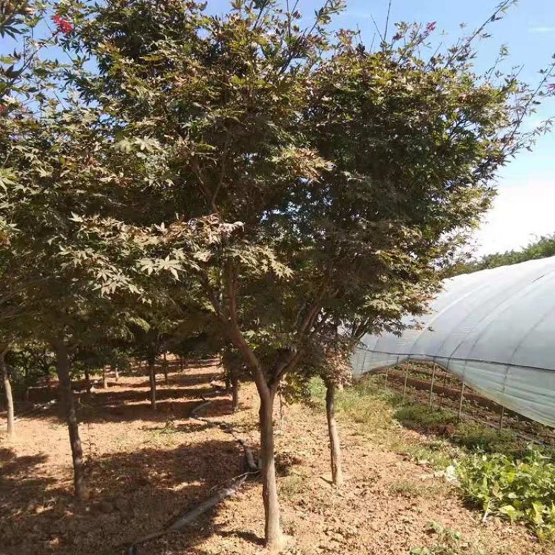 红枫，日本红枫，红枫树，红枫红舞姬，基地直销，可视频看货