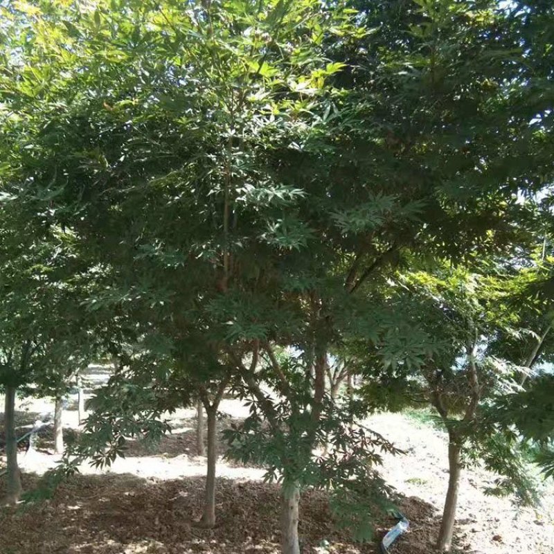 红枫，日本红枫，红枫树，红枫红舞姬，基地直销，可视频看货