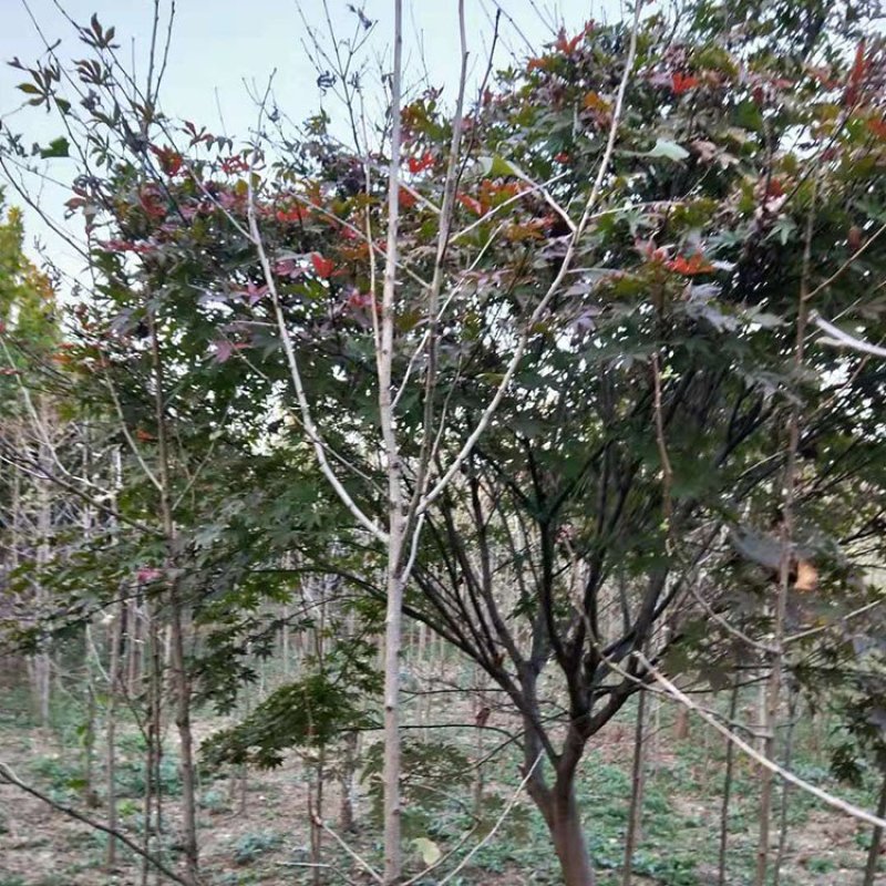 红枫，日本红枫，红枫树，红枫红舞姬，基地直销，可视频看货