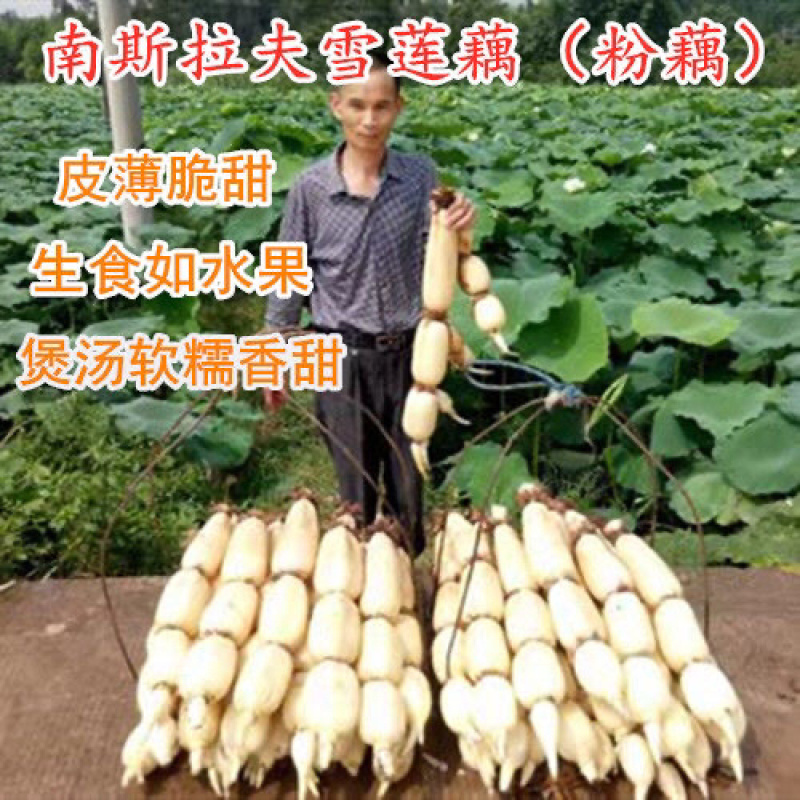 正品水果雪莲莲藕种藕苗食用浅水粉旱藕观赏荷