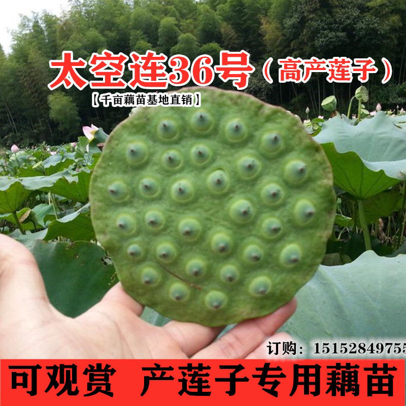 正品水果雪莲莲藕种藕苗食用浅水粉旱藕观赏荷