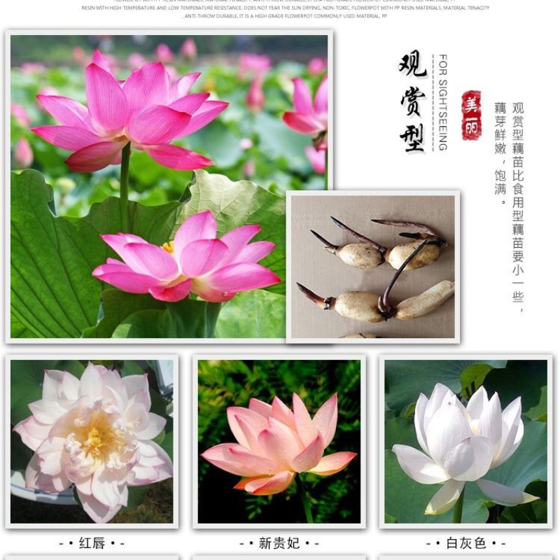 正品水果雪莲莲藕种藕苗食用浅水粉旱藕观赏荷