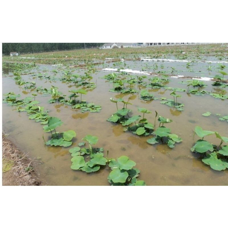正品水果雪莲莲藕种藕苗食用浅水粉旱藕观赏荷