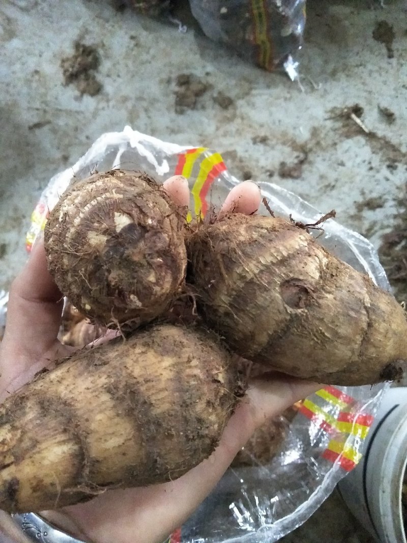 芋头8520毛芋头产地直发分拣大球中球全国物流发货