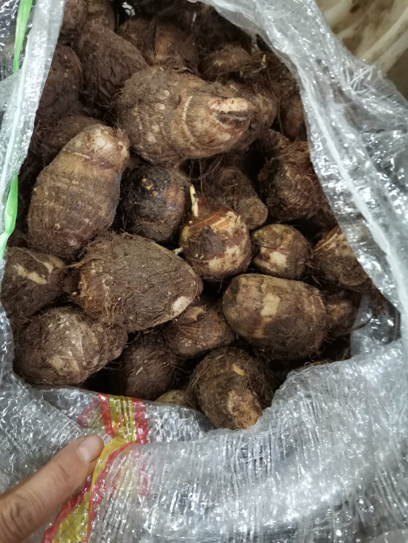 芋头8520毛芋头产地直发分拣大球中球全国物流发货