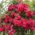 木香花苗可做(花墙:花架:栱门:走廊:花瓶)白色，黄色