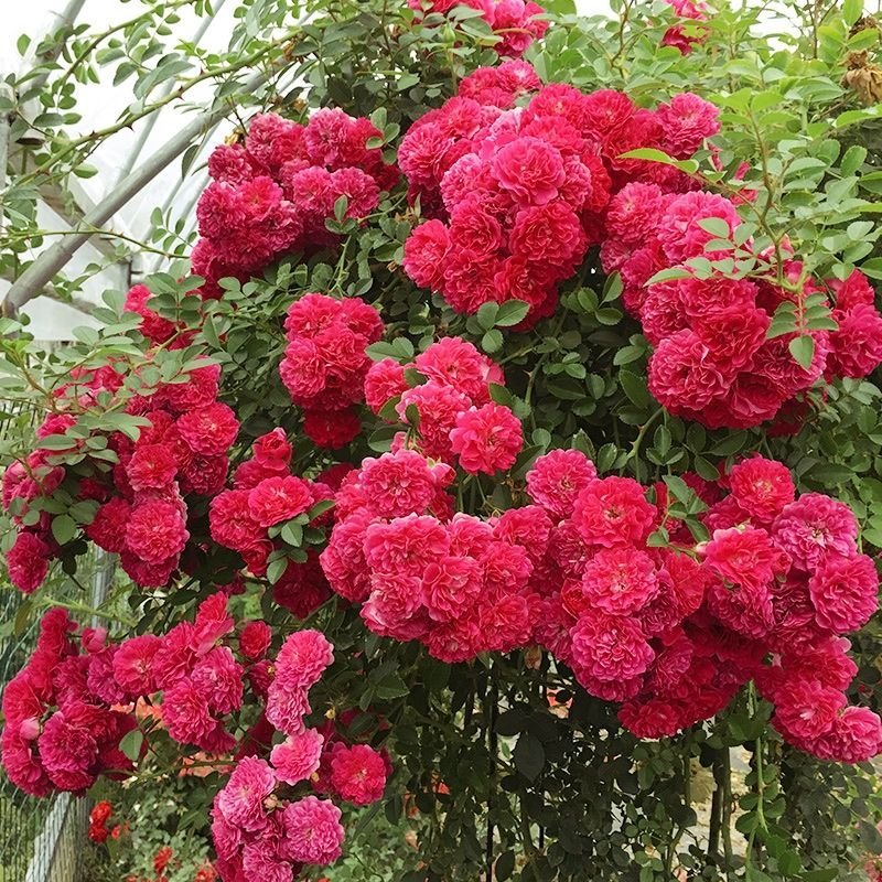 木香花苗可做(花墙:花架:栱门:走廊:花瓶)白色，黄色