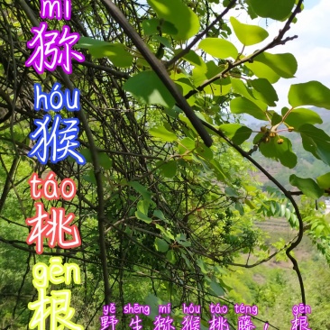 贵州毕节古夜郎大山野生中药材猕猴桃根,藤梨根红心