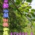 贵州毕节古夜郎大山野生中药材猕猴桃根,藤梨根红心