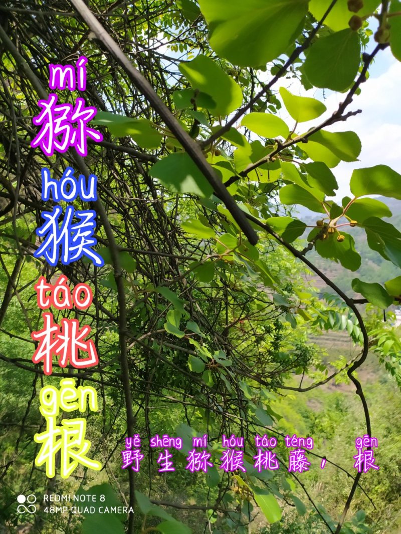 贵州毕节古夜郎大山野生中药材猕猴桃根，藤梨根红心