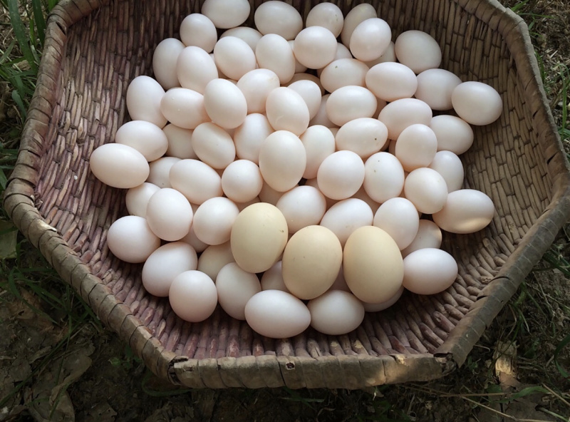 自家散养鸽子蛋，优选特靓