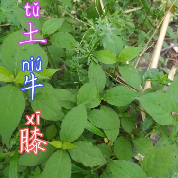 贵州毕节古夜郎大地野生药材土牛膝野生全草下单现采